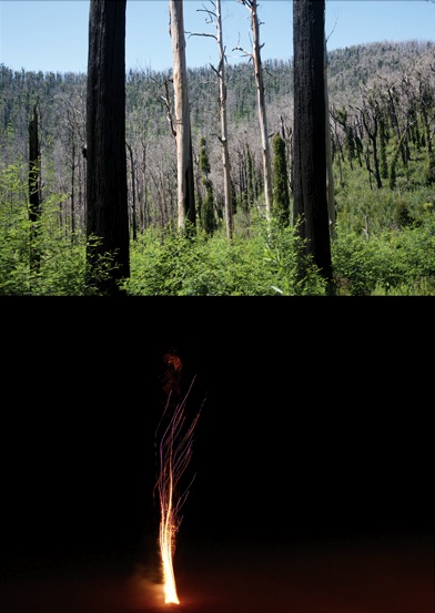 Andrew Follows image from Reclaimed Series 2011 (above), Rosita McKenzie Tree of Light 2011 (below)