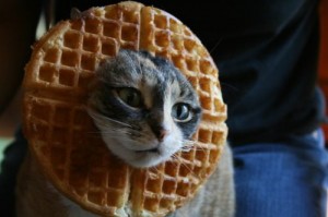 cat-waffle-300x199.jpg