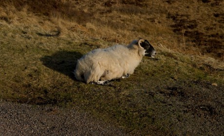 Lonely sheep